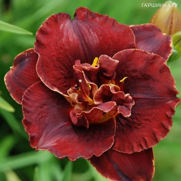 Лилейник Бургунди Лав