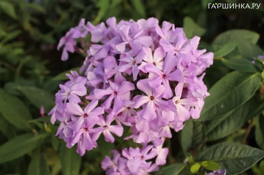 Флокс Анфиса