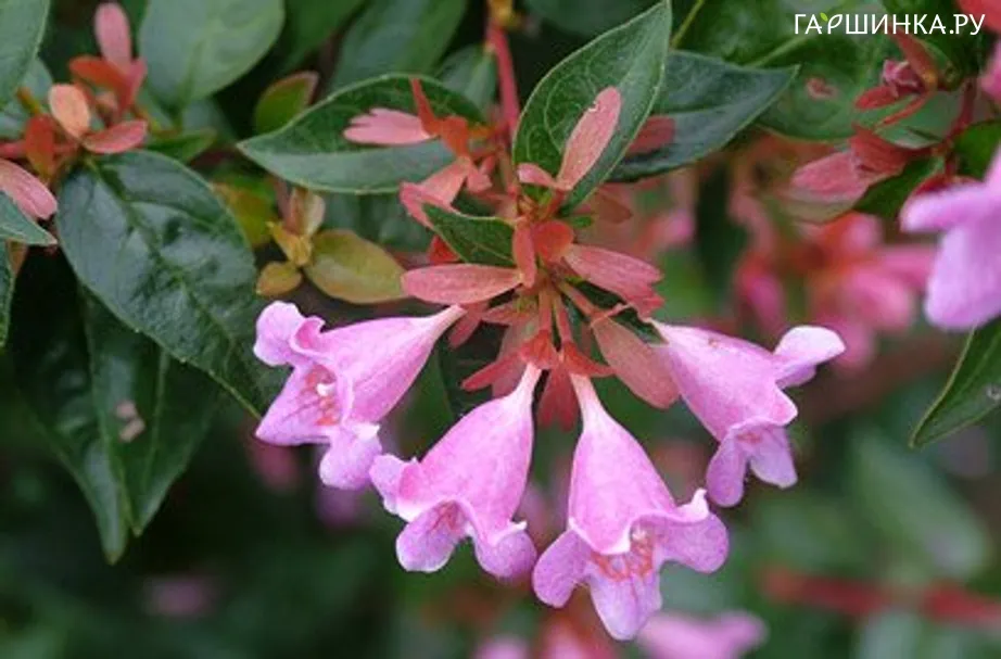 Абелия крупноцветковая Эдвард Гаучер