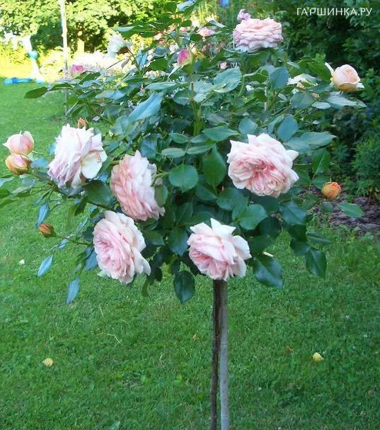 Роза Абрахам Дерби на штамбе 110см