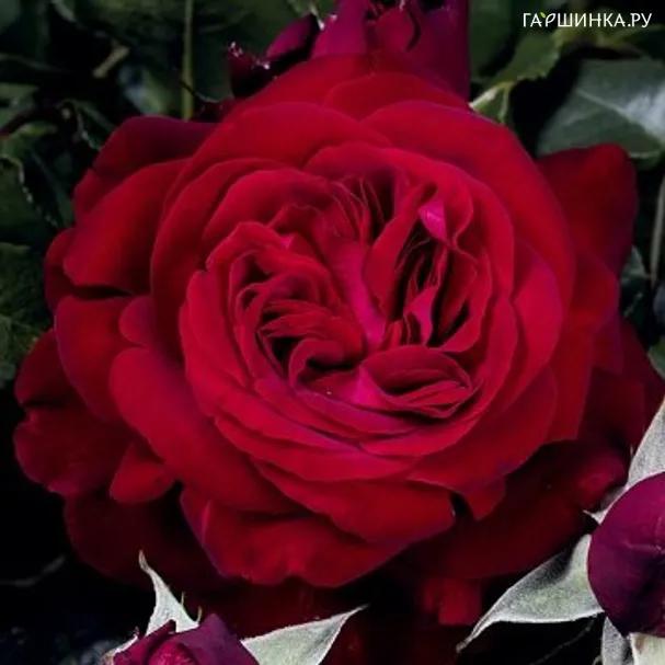 Роза Адмирал чайно-гибридная, Тантау (лиц)