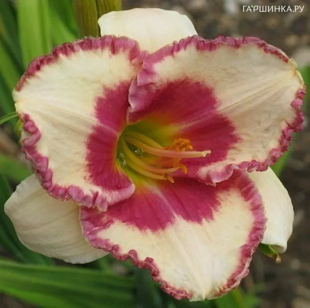 Лилейник Эйджлесс Бьюти