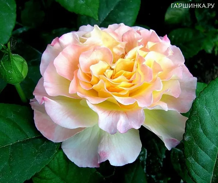 Роза Акварель чайно-гибридная, Тантау (лиц)