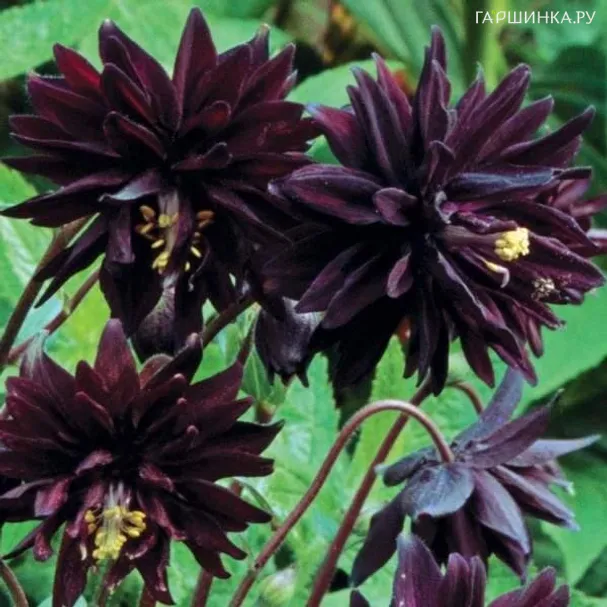 Аквилегия Блэк Барлоу