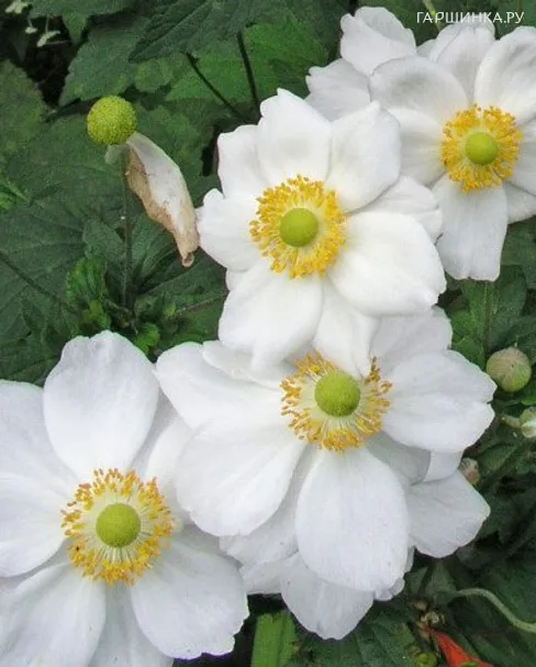 Анемона (Ветреница) японская Андреа Аткинсон