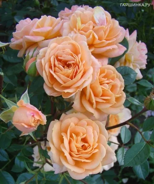 Роза Априкот Клементина миниатюрная, Тантау (лиц)