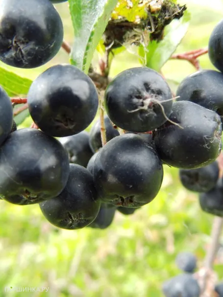 Черноплодная рябина (Арония) Викинг