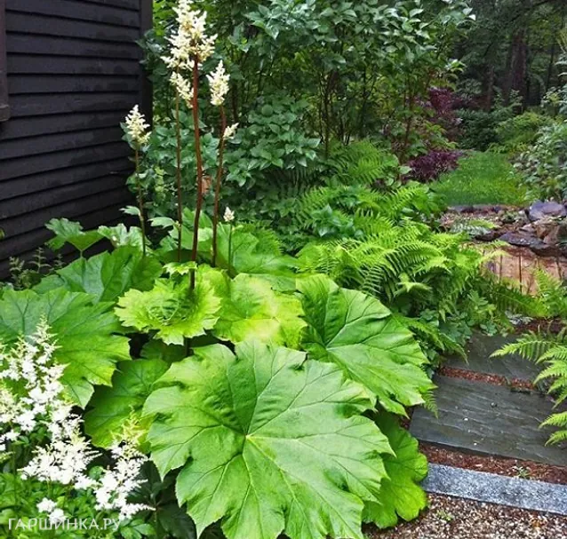 Астильбоидес пластинчатый