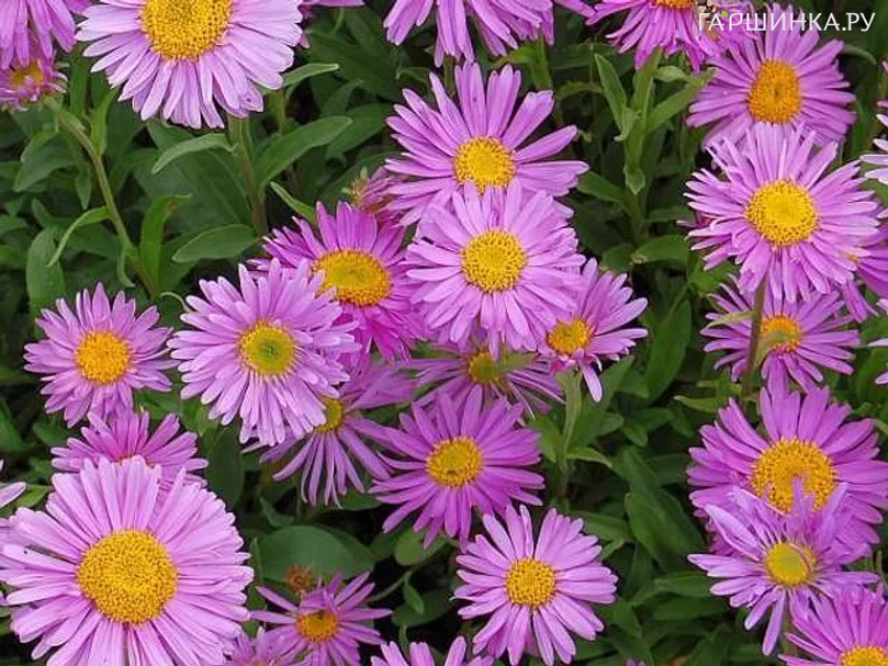 Астра альпийская Хэппи Энд