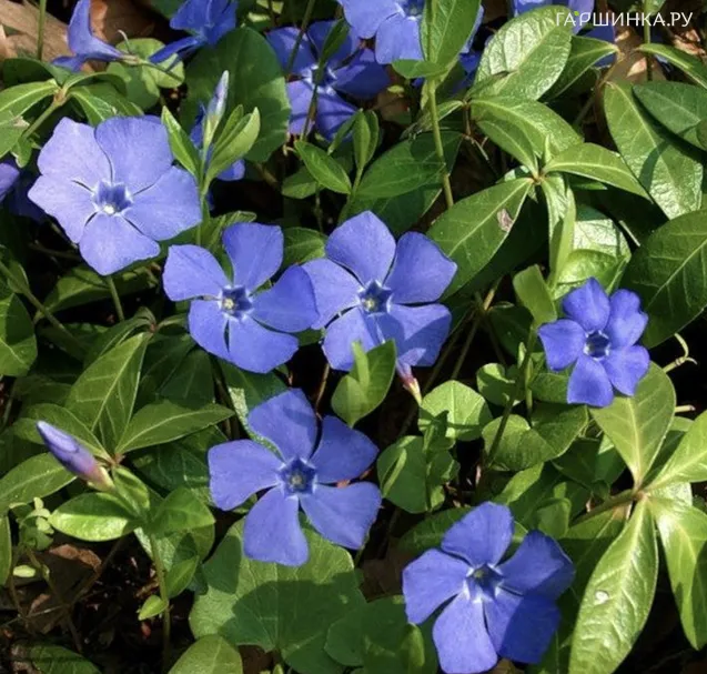 Барвинок большой