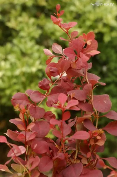 Барбарис Тунберга Оранж Тауэр