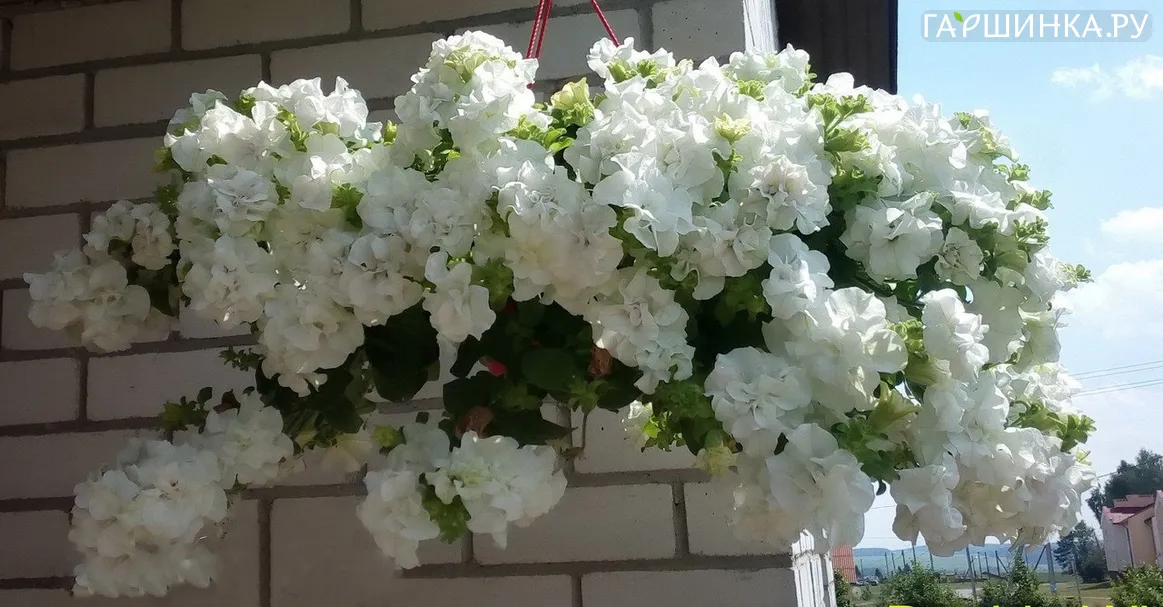 Петуния ампельная Дабл Вайт