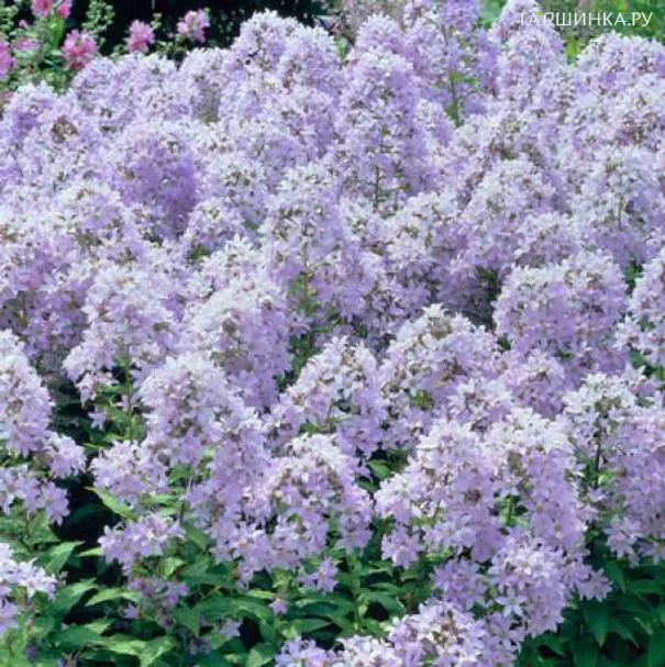 Колокольчик молочноцветковый Пуфф