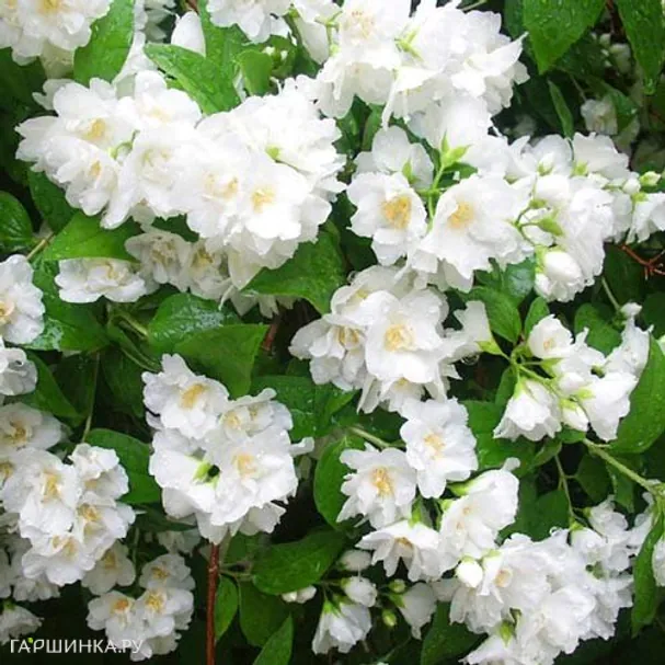 Чубушник Монблан