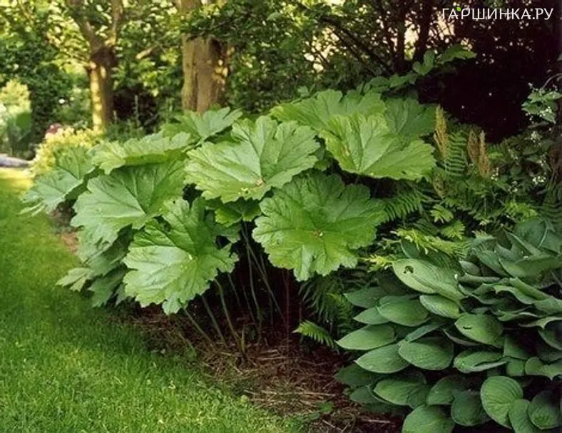 Дармера щитовидная