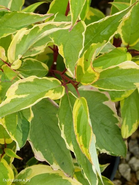 Дерен Гоучаулти белый