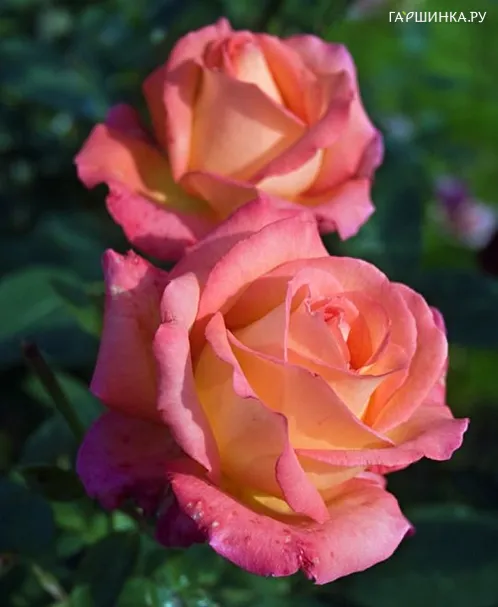 Роза Ди Велт, Кордес (лиц)