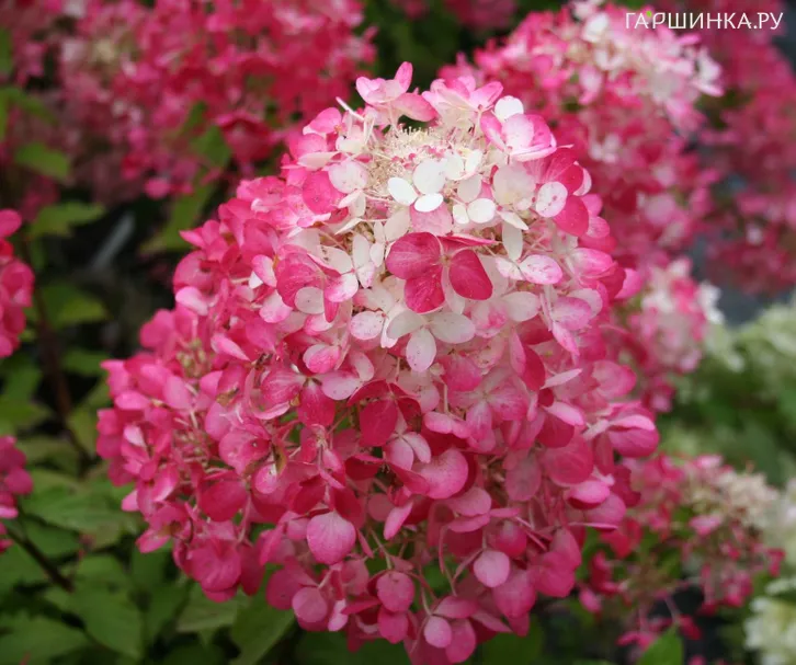 Гортензия Даймонд Руж (Алмазно-Красный) метельчатая