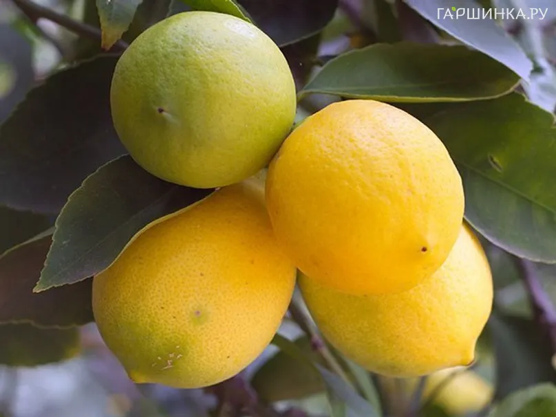 Лимон Новогрузинский