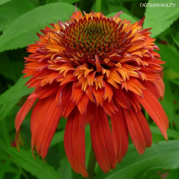 Эхинацея пурпурная Хот Папайя