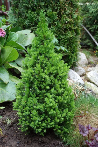 Ель канадская Коника Десембер