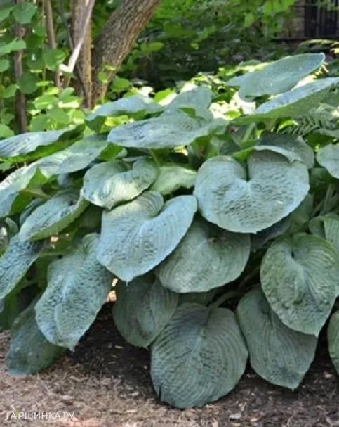 Хоста Элеганс (L)