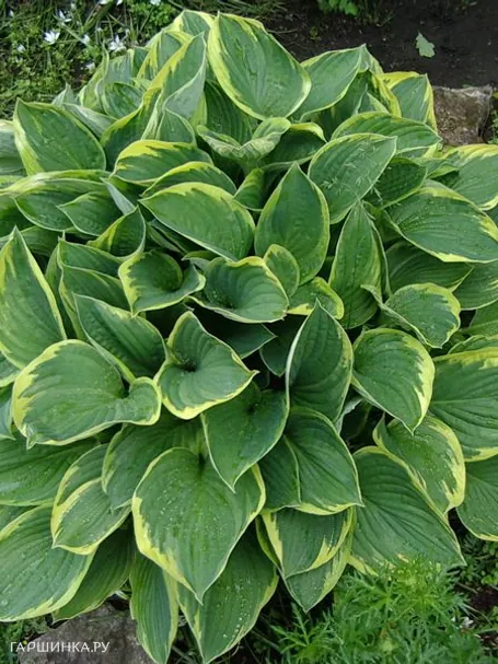 Хоста Ауреомаргината (ML)