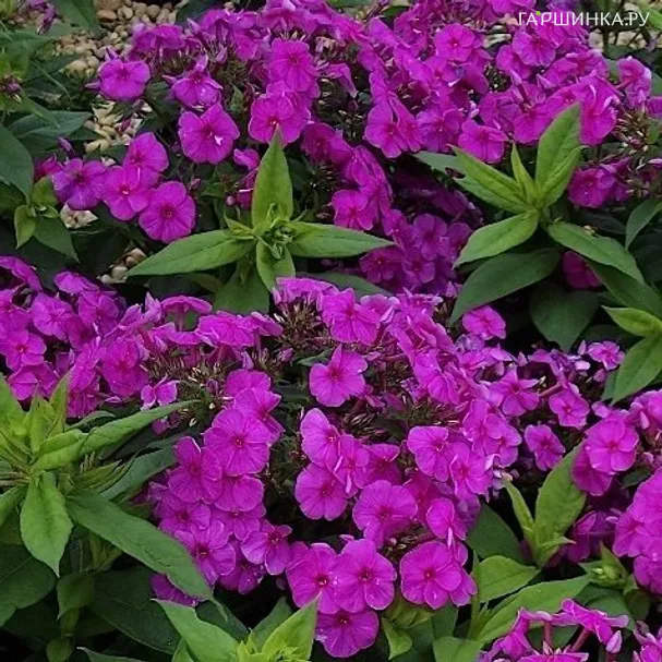 Флокс метельчатый Пёпл Флейм
