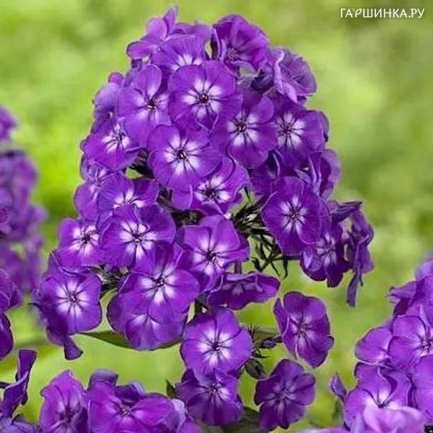 Флокс метельчатый Пепл Кисс