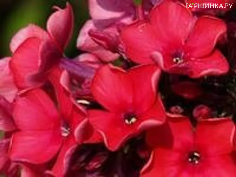 Флокс метельчатый Сэр Малкольм Кэмпбелл