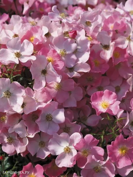 Роза Фортуна, Кордес (лиц)