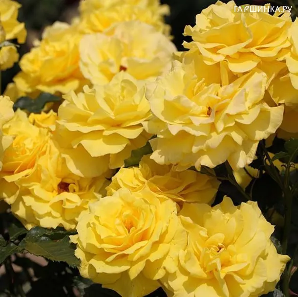 Роза Фрезия флорибунда, Топалович (лиц)