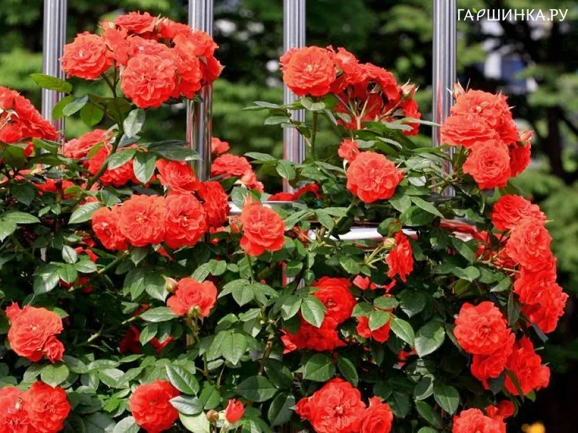 Роза Гримпант Оранж Мейландина плетистая Imperial Rose
