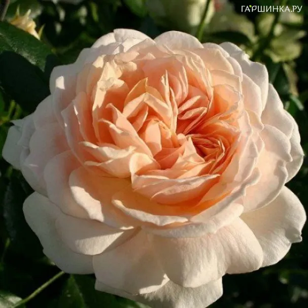 Роза Гарден оф Розес, Кордес (лиц)