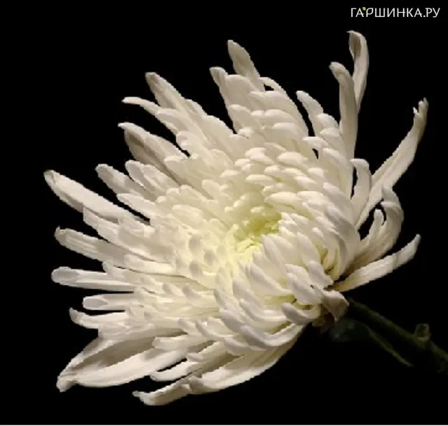 Хризантема Вайт Спайдер