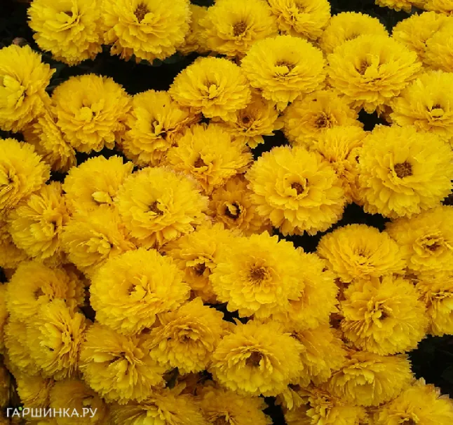 Хризантема мультифлора Джиджи Йелоу