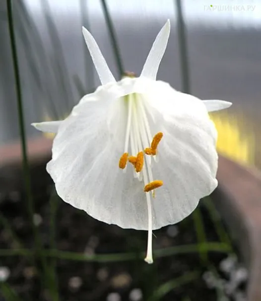 Нарцисс White Petticoat мини 5шт.