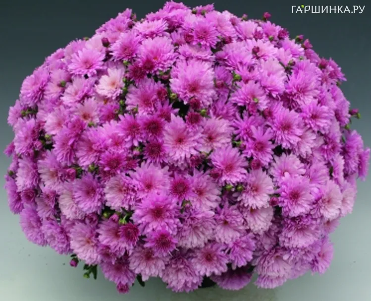 Хризантема мультифлора Бранперфест Пурпл