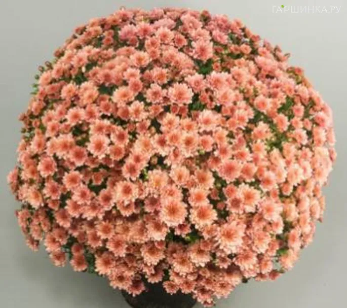 Хризантема мультифлора Бранпетит Салмон