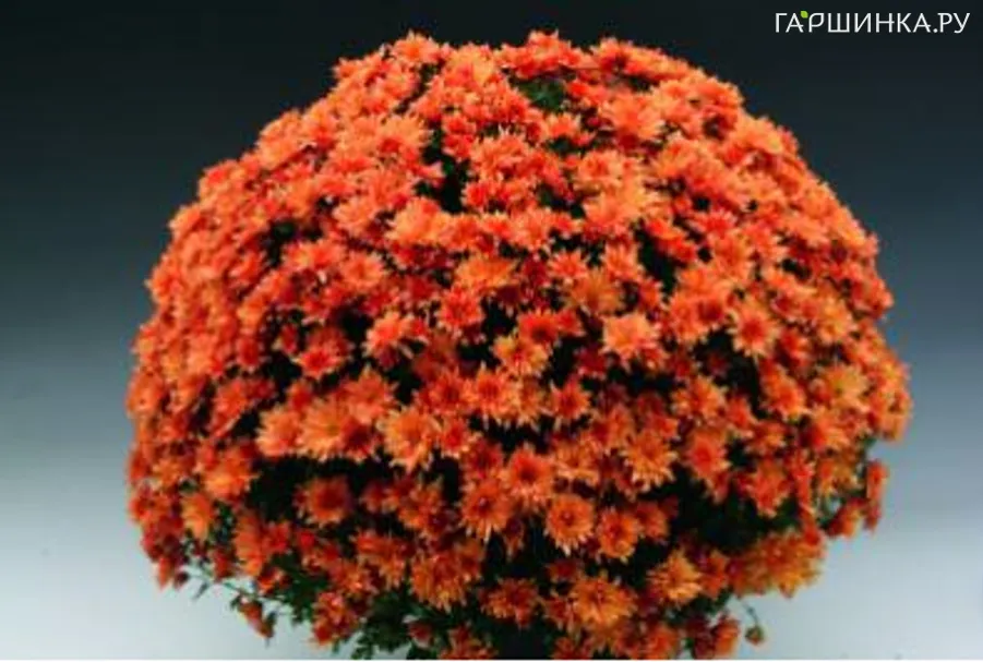 Хризантема мультифлора Бранклоуд Бронз