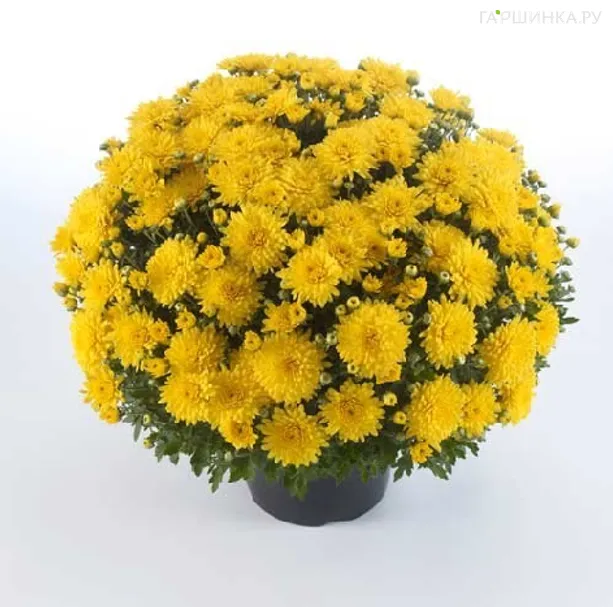 Хризантема мультифлора Бранкин Санни