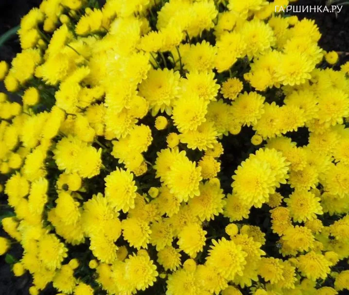 Хризантема мультифлора Брансаунд Лемон