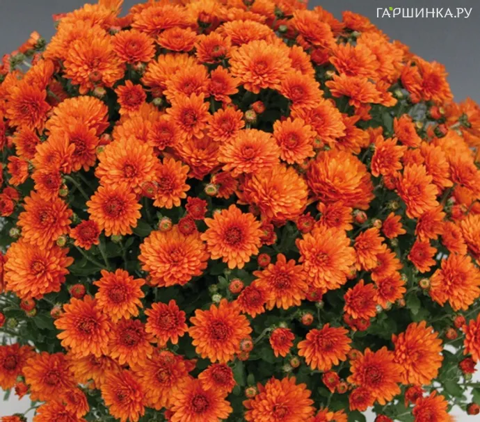 Хризантема мультифлора Бранспайс