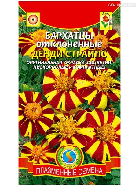 Бархатцы Денди страйпс отклоненные (Плазмас), 30шт