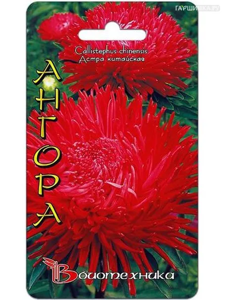 Астра китайская Ангора (Биотехника)
