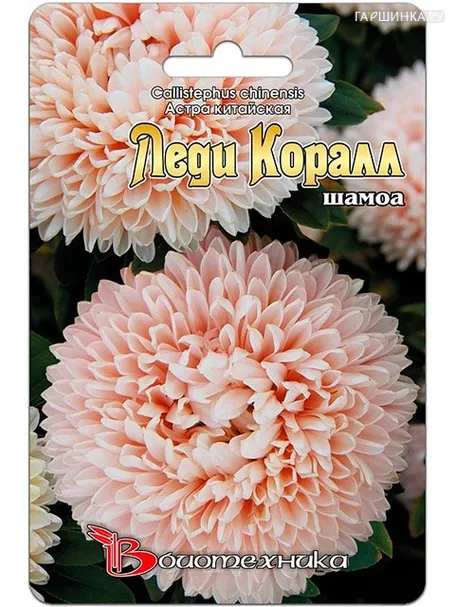 Астра китайская Леди Коралл шамоа (Биотехника)