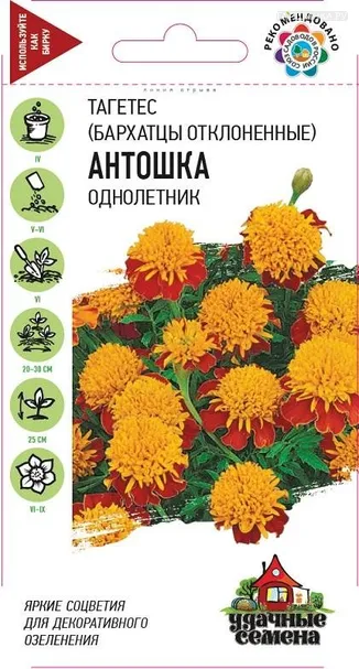 Бархатцы Антошка отклоненные (Гавриш), 0,3 г