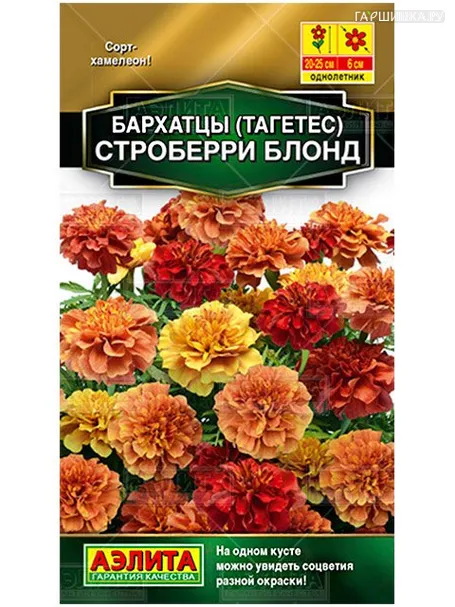 Бархатцы Строббери Блонд отклоненные (Аэлита)