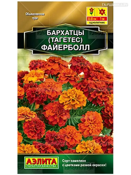 Бархатцы Файербол отклоненные (Аэлита)