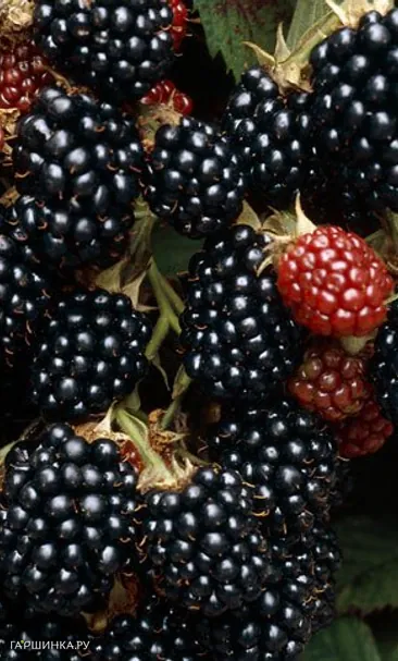 Ежевика Блэк Сатин